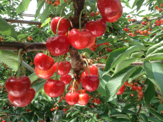 「農Biz」兼業農家・小規模農家の魅力を未来へつなげたい のトップ画像