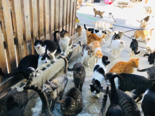 保護猫数310匹「シャディ保護猫ハウス」からのHELP！ のトップ画像