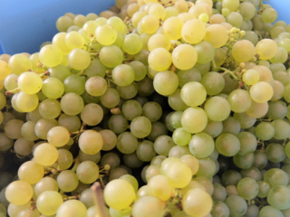 ワインぶどうの栽培・ワイン醸造体験のPR動画を制作したい。 のトップ画像