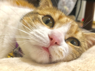 岐阜県に幸せな猫を増やす。人と猫をつなぐ、譲渡型保護猫カフェ のトップ画像