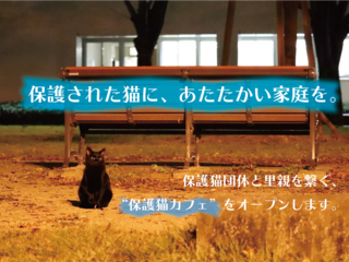 保護された猫と里親を繋ぐ。豊川初の保護猫カフェをオープン！ のトップ画像