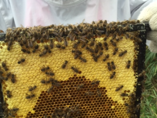 日本蜜蜂を通じて自然環境保護、心・暮らし・地域を豊かにしたい のトップ画像