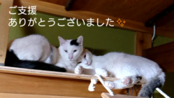 保護ネコ20匹にワクチンと血液検査をして里親を見つけたい！ のトップ画像