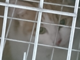 飼い主のいない猫30頭の不妊手術を実行します のトップ画像