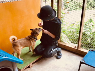 犬舎建設 Part2: プレハブ暮らしの犬達を光ある犬舎へ！ のトップ画像