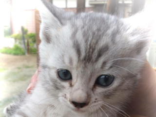 南阿蘇からはじめる地域猫との共生プロジェクト！！ のトップ画像