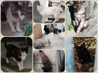 捨て猫・野良猫達に避妊・去勢をし、里親探しをしていきたい のトップ画像