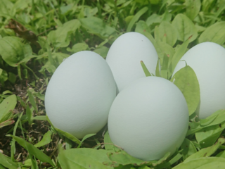 本当に安心で美味しい卵を…。自然なままの鶏の姿を目指したい のトップ画像