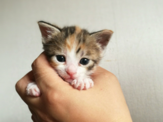 安城市初の保護猫ホーム設立で、猫で困らないしくみをつくりたい のトップ画像