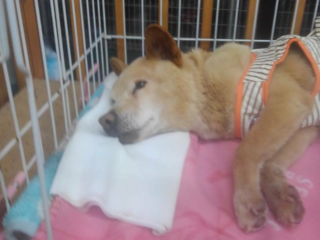 病気や高齢で里親に出せない犬猫たちに、寄り添い暮らす家を。 のトップ画像