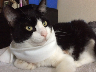 負傷した保護猫、天ちゃんを治療して、新しい家族を見つけたい！ のトップ画像