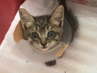 片足をなくした子猫に幸せを‼︎ のトップ画像