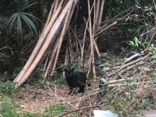 今秋にも住処がなくなる宮前平の猫たちの家族を見つけたい。 のトップ画像