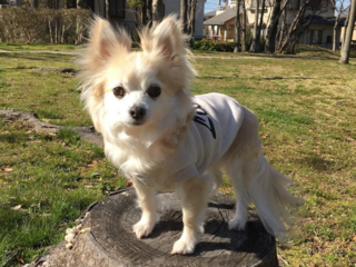 遠赤外線ドッグウェアで日本全国のシニア犬を元気にしたい！ のトップ画像