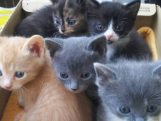 手を差しのべなければ亡くなっていた命。猫たちの命を救う決意！ のトップ画像