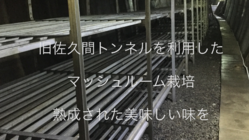 旧佐久間の幻のトンネルで、天然マッシュルームを栽培したい! のトップ画像