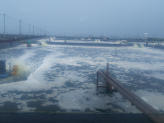 日本の技術により開発した海老の養殖用飼料の生産及び販売計画 のトップ画像