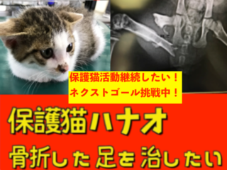 ネクストゴール：保護猫のハナオを手術して幸せ家族に繋げたい！