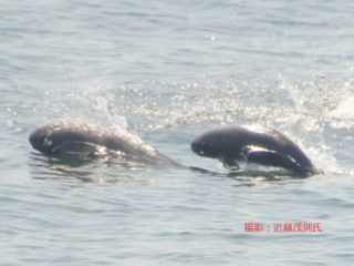 スナメリのドローン映像を子供たちに届けたい！ のトップ画像