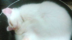 白猫ミルクの怪我の治療とミルクの様な保護動物の支援をしたい