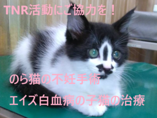 のら猫の保護活動（不妊手術）＆白血病・エイズの親子猫の治療 のトップ画像