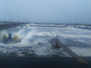 日本の技術により開発した海老の養殖用飼料の生産及び販売計画 のトップ画像