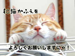 猫の幸せが一番大事。保護猫カフェ☆和猫かふぇ改装プロジェクト のトップ画像