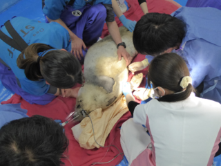 希少な動物たちを救うため最高のどうぶつ医療チームを作りたい のトップ画像