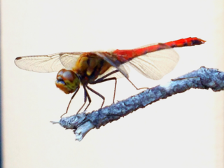 騙されてからでは遅いんです！ のトップ画像