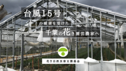 台風15号被害を受けた花き園芸農家へ　再建支援募金プロジェクト のトップ画像