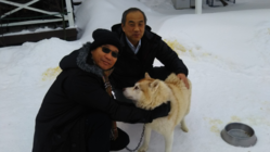 北海道安平町で冬の魅力のアクティビティ作り　犬ぞり体験！ のトップ画像