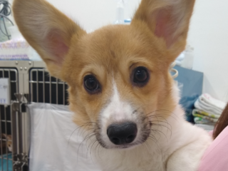 2019年2月3日生まれ♂のコーギーの手術・治療費 のトップ画像