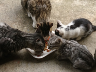 猫ちゃんの避妊手術費用を助けてください のトップ画像