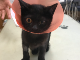 片足を失くした保護猫を助けたい！ のトップ画像