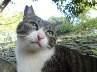 不幸な命を産まさない　不妊手術で救いたい猫の命 のトップ画像