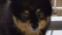 保護をしたが足が痛いながらも頑張っているメラ12歳オス のトップ画像