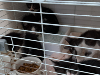 野良猫の保護、治療、手術、譲渡、里親先探し のトップ画像