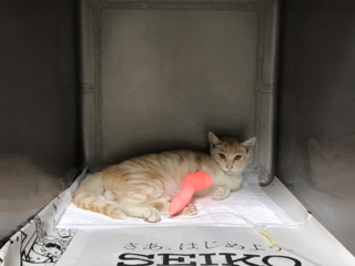 交通事故にあった猫ちゃんを支援してください のトップ画像