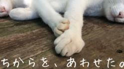 健康な体と安全な寝床を！烏の餌になるために生まれた訳じゃない のトップ画像