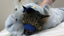 子猫の顎が重傷。元気になると信じて！ のトップ画像