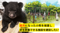 孤児になったツキノワグマを助けたい！ のトップ画像