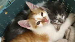 保護猫ちゃんの去勢と、目と頭のしこりを治してあげたい！ のトップ画像