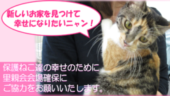 保護ねこに新しいお家を見つけるため里親会を続けさせて下さい！ のトップ画像