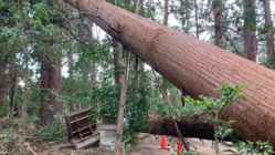 台風15号で被災した「鶴峯八幡宮」。建築神のお宮再建にお力を！ のトップ画像
