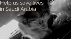 過酷な環境で暮らす、サウジアラビアの猫達を助けたい！ のトップ画像