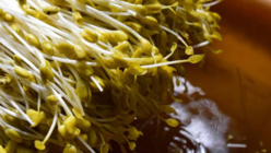 大鰐温泉もやしの魅力を全国に届けたい のトップ画像