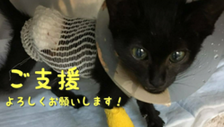 外傷性横隔膜ヘルニアの手術入院費のご支援お願いします！ のトップ画像