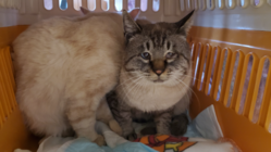 虐待の末、飼育放棄された猫エイズの２匹の猫を救いたい！！ のトップ画像