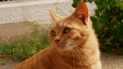 望まれない死を迎える猫を減らしたい！大学ねこにTNRを のトップ画像