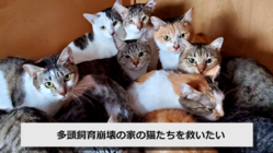 多頭飼育崩壊の家の猫たちを救いたい のトップ画像